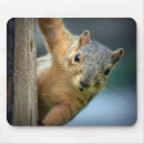 Search for squirrel mousepads Nature