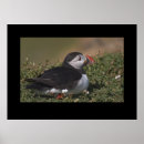 Search for puffin art Nature