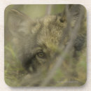 Search for hide coasters Horizontal