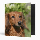 Search for long hair dachshund office supplies Bob and pam langrish