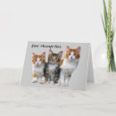 Search for cat in box cards Cats