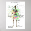 Search for human skeleton posters Anatomy