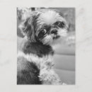 Recherche de taux cartes postales Animal