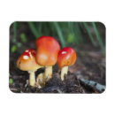 Recherche de mushroom magnets Champignon