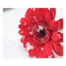 Recherche de gerbera rouge posters Fleur