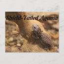 Search for agama Reptile