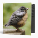 Search for robin binders Bird
