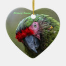 Search for macaw ornaments Parrot