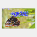Recherche de morphos autocollants Papillon bleu morpho