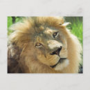 Search for lions mane postcards Africa