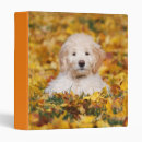 Search for puppy binders Goldendoodle