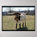 Search for longhorn posters Cattle