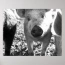 Search for vintage black and white photography posters Outdoors