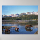 Search for grizzly bear posters Wildlife