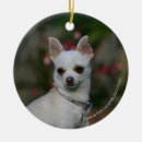 Recherche de chiwawa photographie Blanc