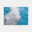 Search for dolpins Whale