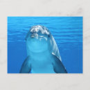 Search for dolphin postcards Fish