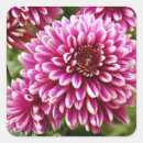 Search for chrysanthemum stickers Flowers
