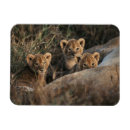 Recherche de âgé magnets Animal
