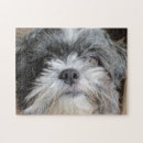 Search for shihtzu Pets