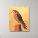 Search for kestrel art Falcon