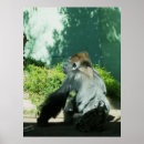 Search for pensive posters Wildlife