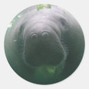 Search for manatee stickers Cute