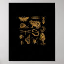 Search for vintage frog posters Goblincore