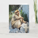 Search for monkey christmas cards Wildlife