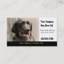 Search for dog training Doggy