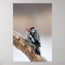 Recherche de plumes jaunes posters Nature