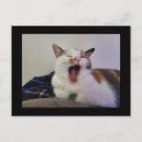 Search for yawn postcards Feline