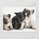 Search for pug puppies postcards Animal