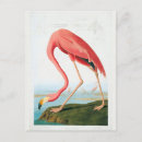 Search for audubon postcards Flamingo