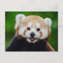 Recherche de panda rouge cartes postales Animal
