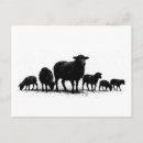 Search for flock of sheep postcards Pastoral