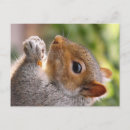 Search for gray squirrel postcards Cute