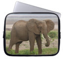 Search for herbivore cases Trunk