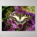 Recherche de papillon noir et blanc posters Nature