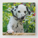 Search for dalmatian dog clocks Pet