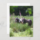 Recherche de poneys shetland cartes postales Chevaux