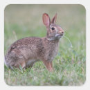 Recherche de herbe sauvage autocollants Été