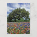 Search for marbled postcards Wildflower