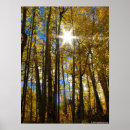 Search for sunstar Aspen