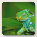 Search for fiji coasters Outdoors