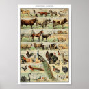 Search for vintage animal illustration posters Safari