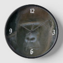 Search for silverback gorilla clocks Primate