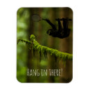 Recherche de sloth magnets Forêt tropicale