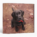 Search for lab binders Pet