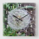 Recherche de pissenlits horloges Gris